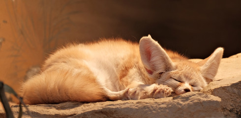 Fototapeta na wymiar Close-Up Of Fennec Fox Sleeping On Rock