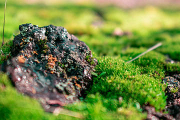 rock in forest