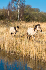 Naklejka na ściany i meble Wild Konik ponies on the banks of Burwell Lode