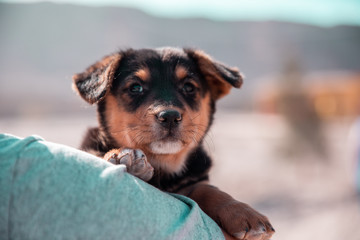 portrait of dog