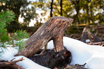 Textura tronco nevado