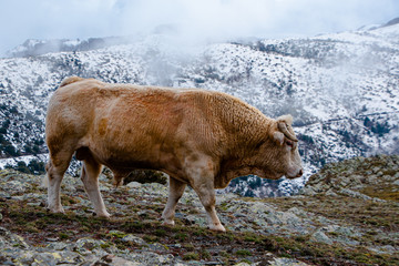 Toro nórdico de la montaña 6