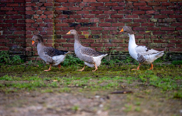 Gänse auf einem Bauernhof  © sas