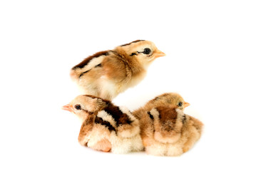 Brown and black chicks on a white background
