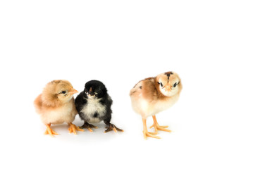 Brown and black chicks on a white background