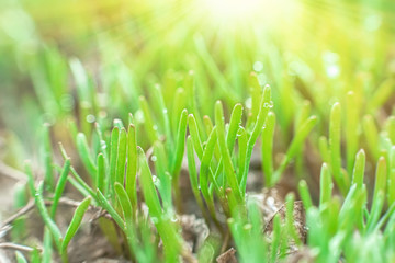 Polygonum aviculare, common knotgrass, prostrate knotweed, birdweed, pigweed and lowgrass. Young green grass sprouts on green background. Spring background. Fresh microgreens.