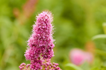 Shrub flower Spiraea billardii summer plant Spirea flowers