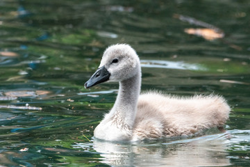Newly hatched cygnet on water baby swan white fluffy cute family