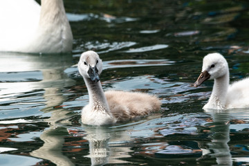 Newly hatched cygnet on water baby swan white fluffy cute family