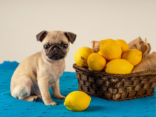 Close-up of a puppy Pug messing with lemons
