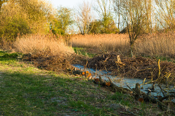 Chopped logs along a waterway on Wicken Fen