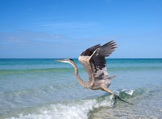 Great Blue Heron (Ardea herodias) walking in shallow surf and a take off sequence on St. Pete Beach, Florida.