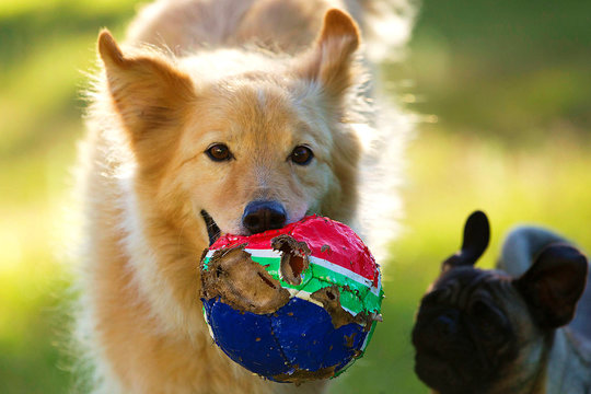 CLOSE-UP OF dog with ball