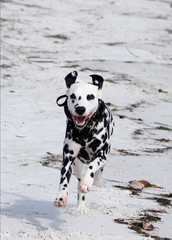 Dalmatian dog (Canis lupus familiaris) running and playing on the beach and in the surf on St. Pete Beach, Florida.