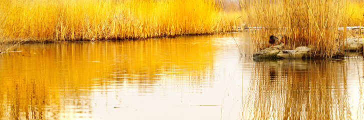  panoramic view of lake with reeds and wild duck at sunset.beijing, china. reflection in water.