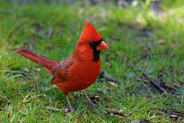 Bright red male cardinal in the shade of large trees. They are in the family Cardinalidae, and are passerine birds found in North and South America.