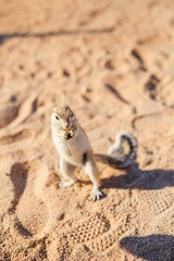 Little ground squirrel