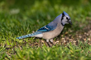 Blue Jay searching for seeds on ground.