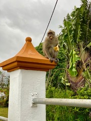 monkey eating banana in jungle © Olaf