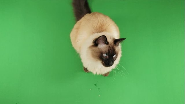 One balinese cat on chroma key isolated domestic animal, studio footage.