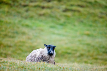 Fototapeta premium Sheep in Faroe Islands