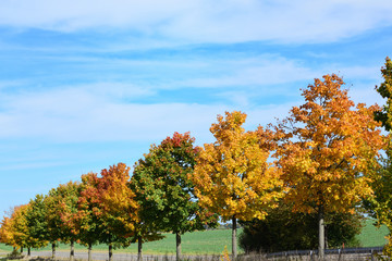 Naklejka premium Deciduous autumn trees in various shades of green and red against a blue sky, glowing in the sun