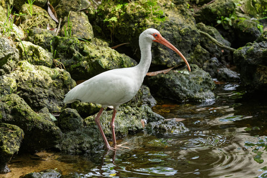 White Ibis Feeding In A Shallow Pool Of Water