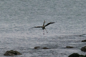 Grey Heron (Ardea cinerea), Northern Ireland, UK