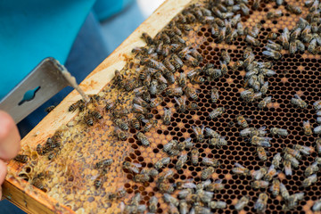 Bees on dark old wax with sealed brood and open cells with honey.
