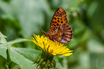 Meadow Fritillary (Boloria bellona)