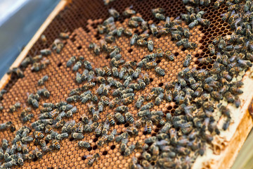 Frame with honey bees, sealed brood and honey. Work on apiary. selective focus.