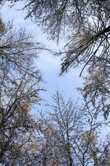 forest in winter