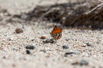 Sagebrush Checkerspot (Chlosyne acastus neumoegeni)