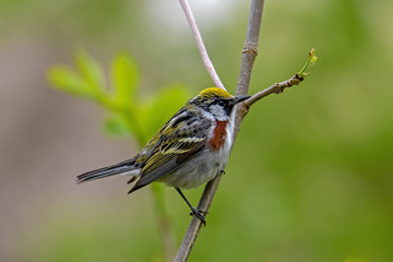 Chestnut-sided warbler or Setophaga pensylvanica in woods on a cloudy spring day during migration. They are common locally in second-growth brush lands.