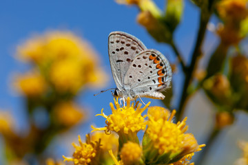 Acmon Blue (Icaricia acmon)