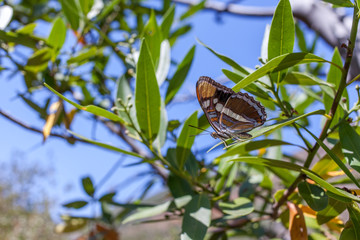 California Sister (Adelpha californica), California bay