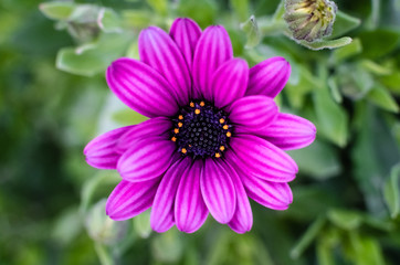 Fototapeta premium Kapkörbchen