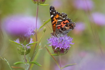 American Lady (Vanessa virginiensis), Mint