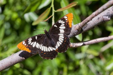 Lorquin's Admiral (Limenitis lorquini powelli)