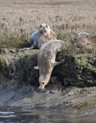 Harbor seals (Phoca vitulina richardsi) slipping into the water along the banks of Elkhorn Slough, in the Moss Landing Wildlife Area in California