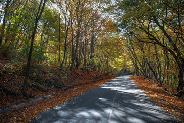 Obraz premium Beautiful landscape with empty road, trees and sunlight in the evening in autumn. Travel background. Nature