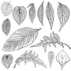 Tropical domestic leaves collection. Isolated fern elements on white background set. Jungle forest home exotic leaf, twig, and branches foliage, natural real live leaves, herbs drawing. Vector.