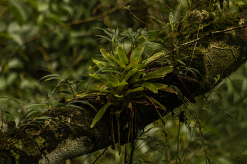 Bromeliad into The Rain Forest