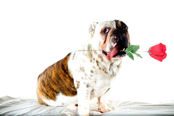 English bull sticking out his tongue isolated on a white background for Valentines day card. Valentine dog