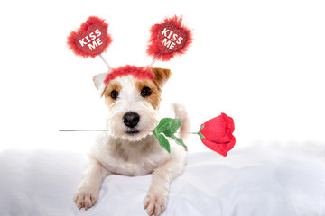Cute Valentine dog jack Russell terrier with a rose in mouth with ears that say kiss me. Valentine dogs.