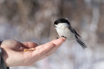 An adult bird tit sits at the fingertips of a male hand, bread lies on the palm