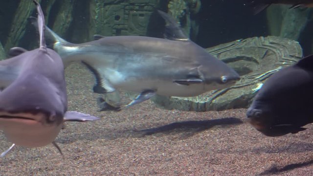 Pangasius, a fish found in the waters of Southeast Asia.