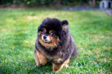 Pomeranian dog. A friendly toy dog with a bossy personality