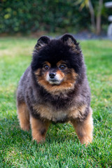 Fototapeta na wymiar Pomeranian dog. A friendly toy dog with a bossy personality