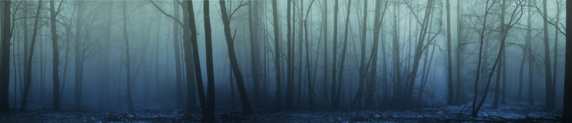 panorama de brouillard forestier dans la forêt d& 39 hiver, mystérieux paysage mystique de couleur verdâtre